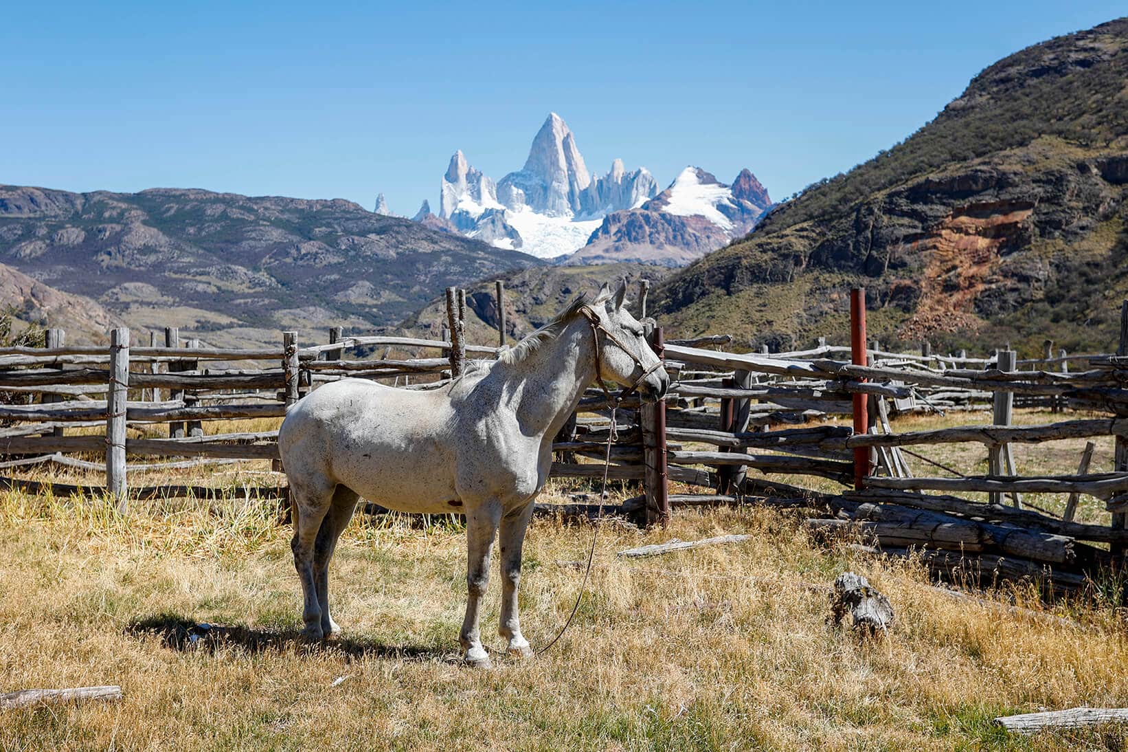 Patagonia -El Chalten a horse in a field with mountains behind