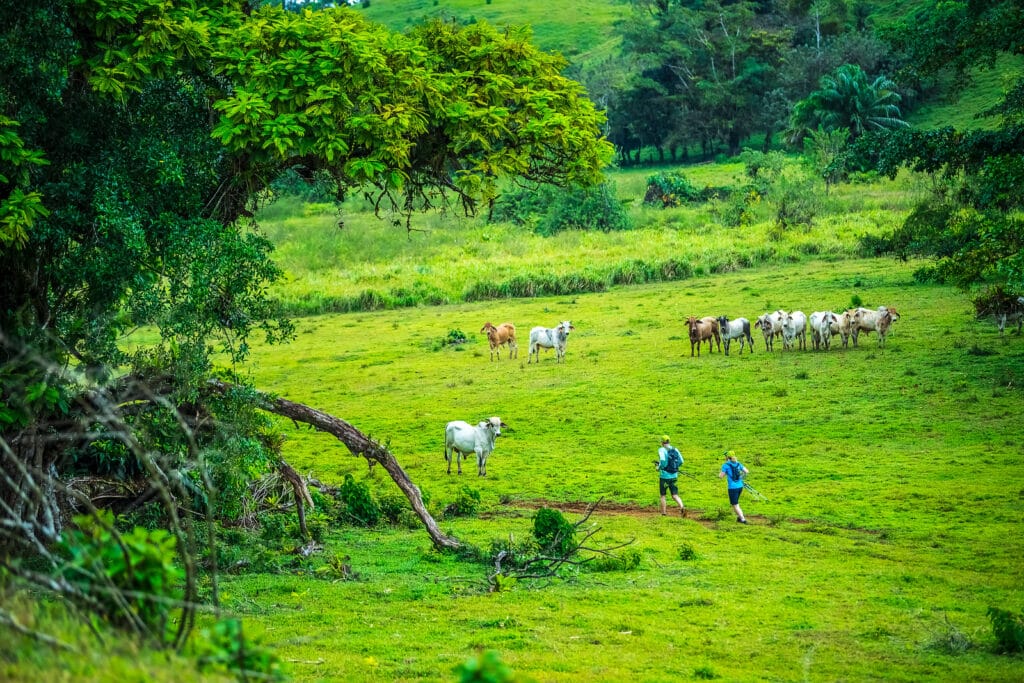 Two people running through a field with cows behind them