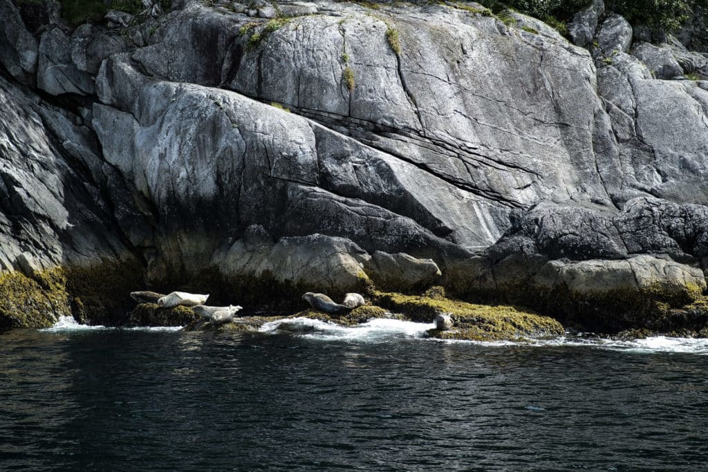 Seals bask in the sunlight on a stony outcrop that juts into the water