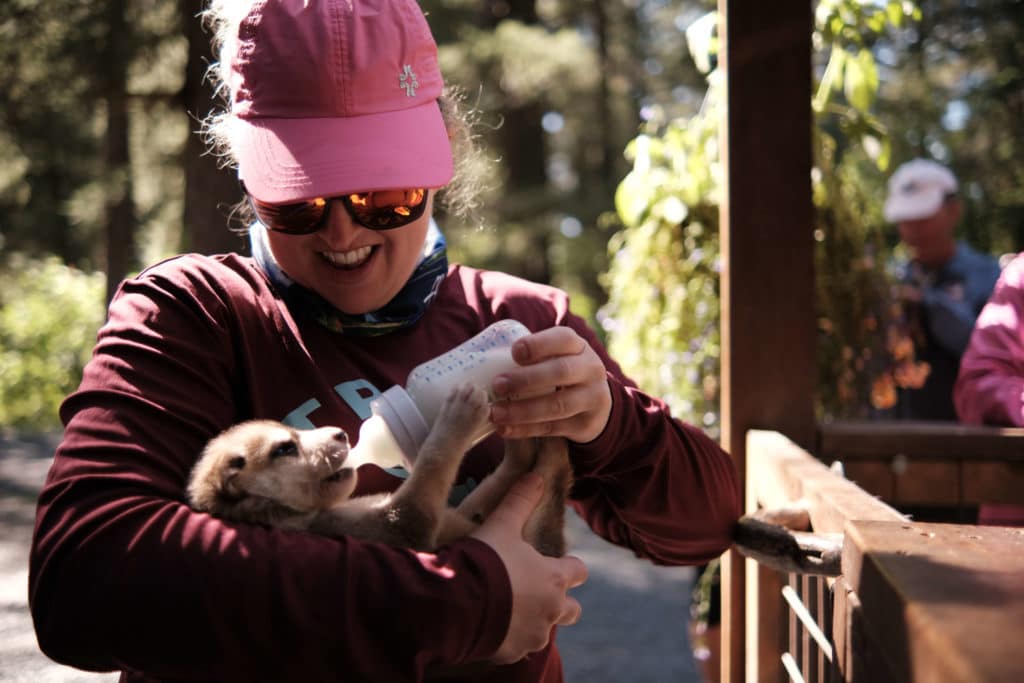 A woman smiled wearing a pink hat as she bottle feeds a small husky pup