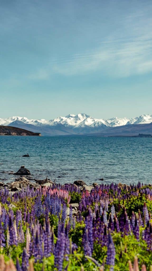 Lake Tekapo with lavender flowers