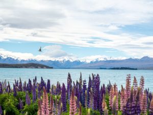 Lake Tekapo with lavender flowers