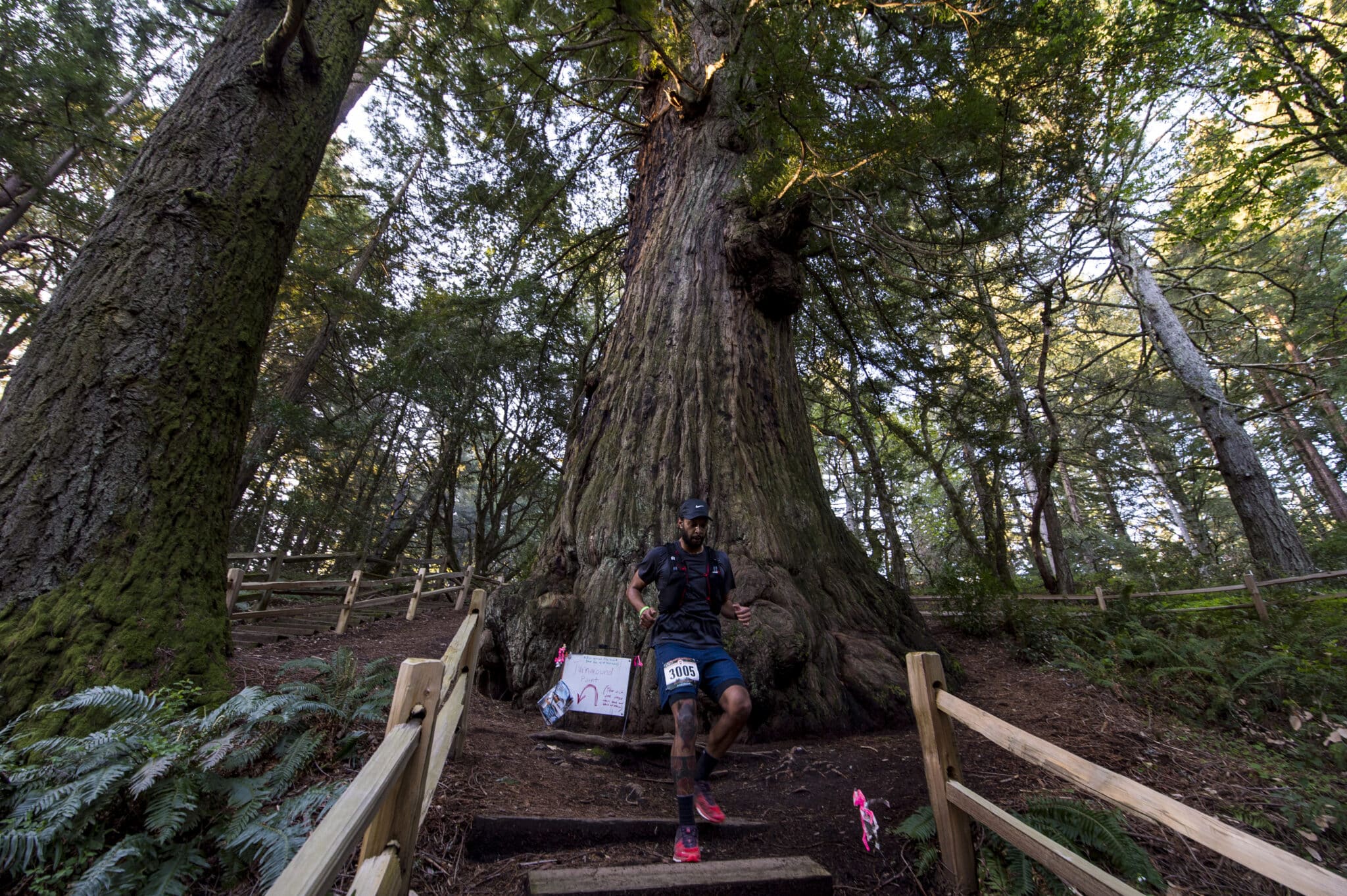 Vacation Races runner descends some stairs as he passes a giant redwood