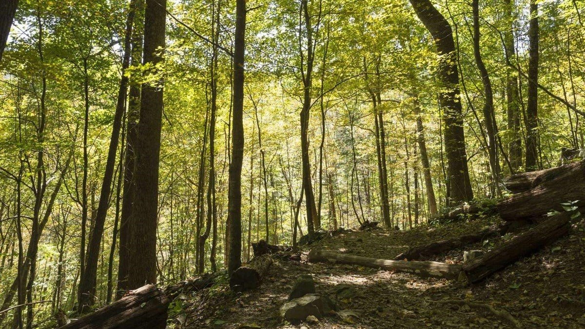 Dappled sunlight through tall trees on a forested South River Falls trail