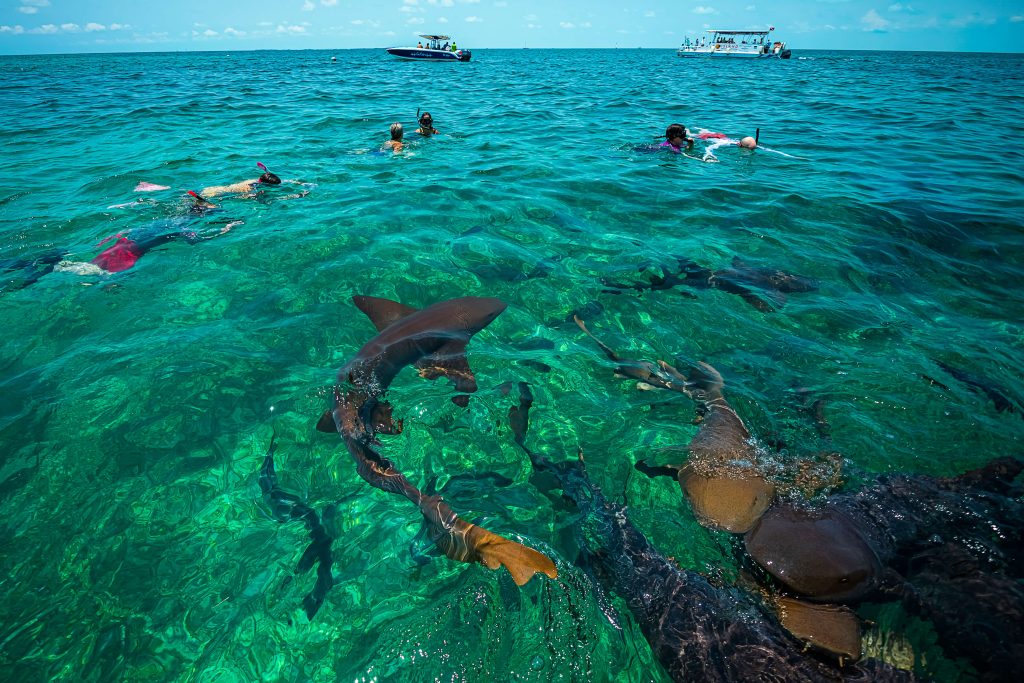 Global Adventures runners snorkel with sharks in Shark Alley in Belize on their Global Adventures Belize runners pose at the start line of their all-inclusive running trip
