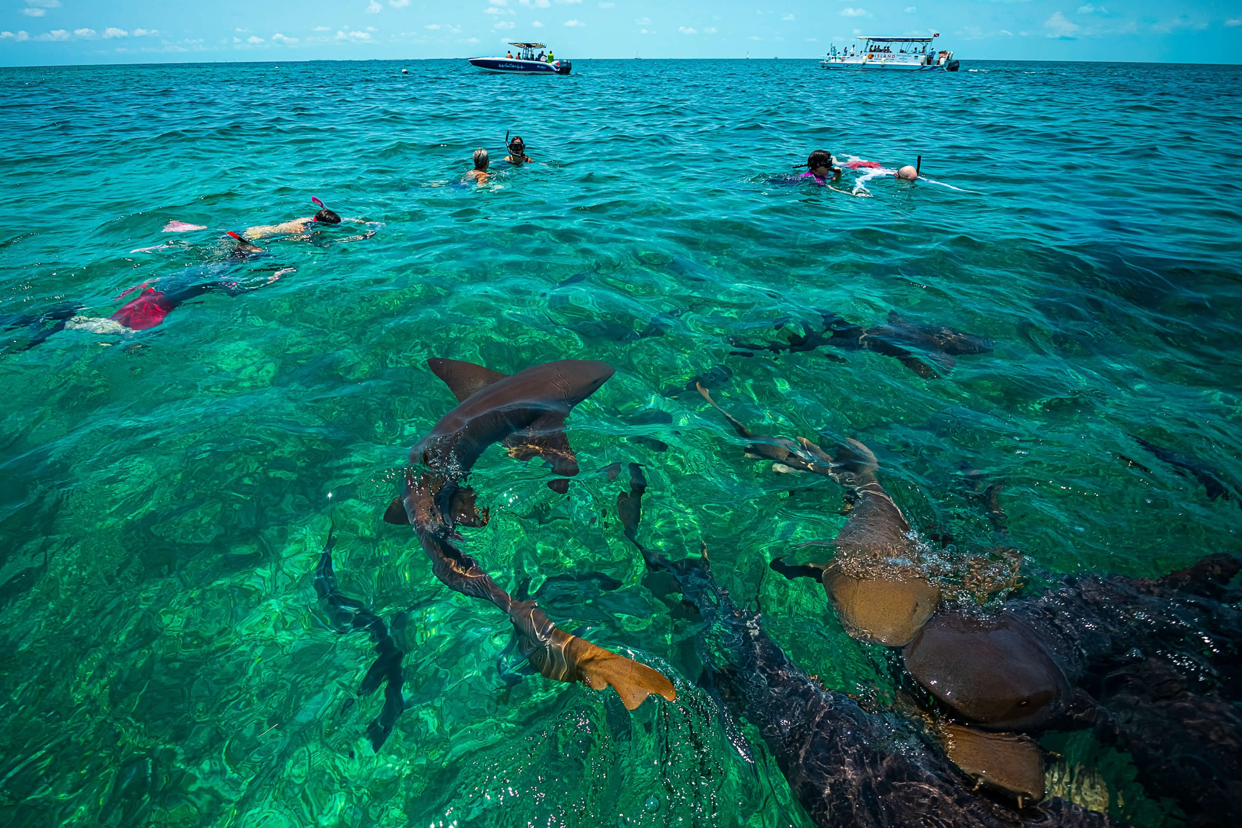 Global Adventures runners snorkel with sharks in Shark Alley in Belize on their Global Adventures Belize runners pose at the start line of their all-inclusive running trip