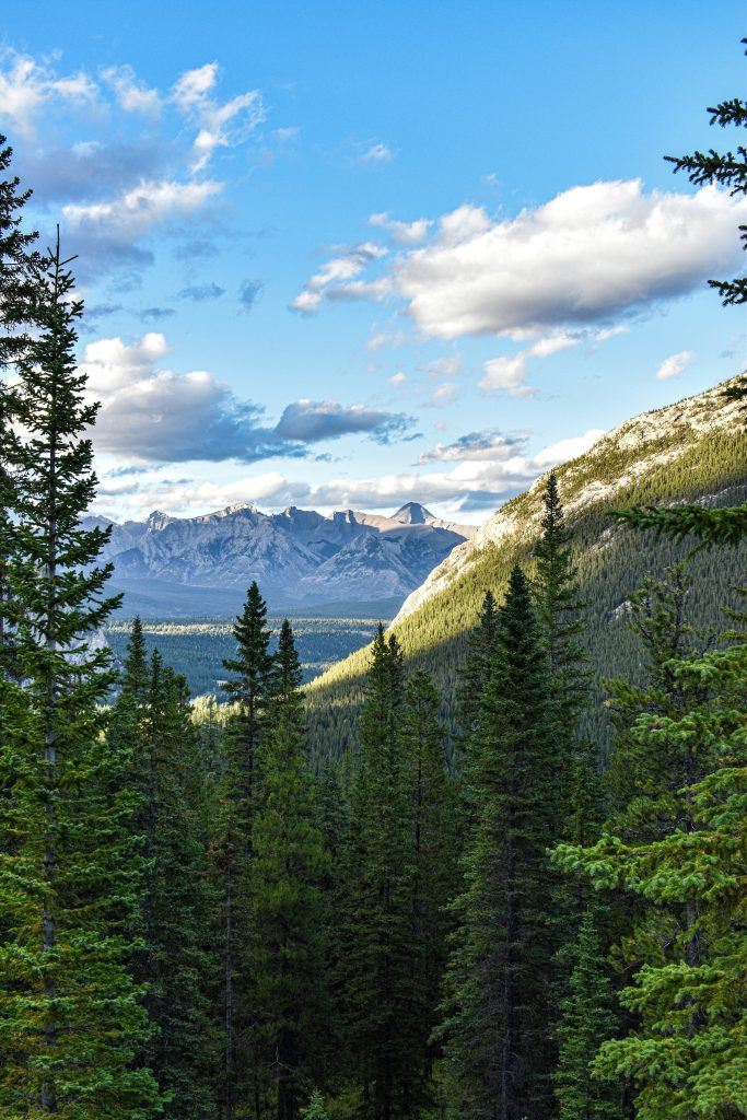 A vast alpine forest stretches over the Banff landscape under a blue sky