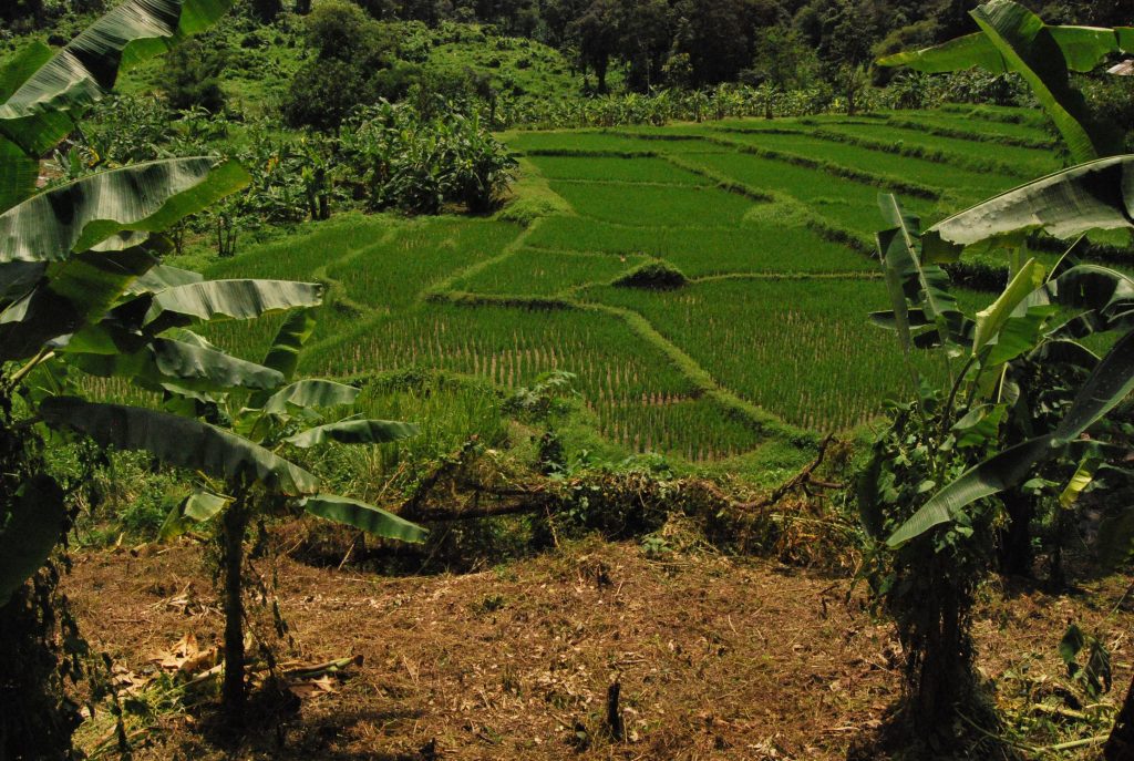Rice paddies in the Thai jungle