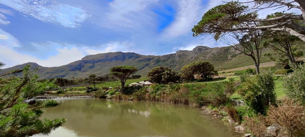 Waterside view of Cape Point Vineyards lush green landscape in South Africa