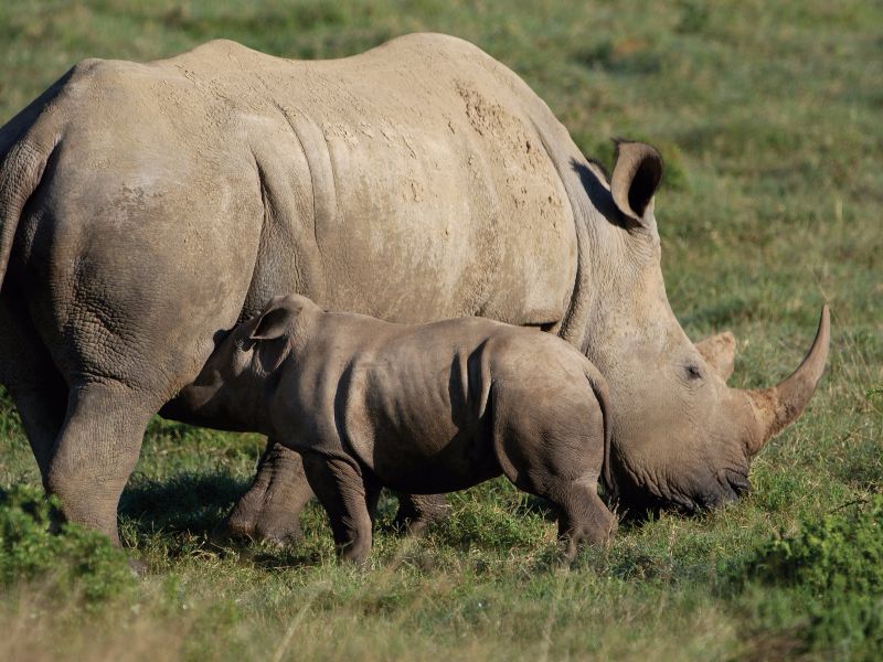 Rhino adult and child graze together in the arid South African grasslands