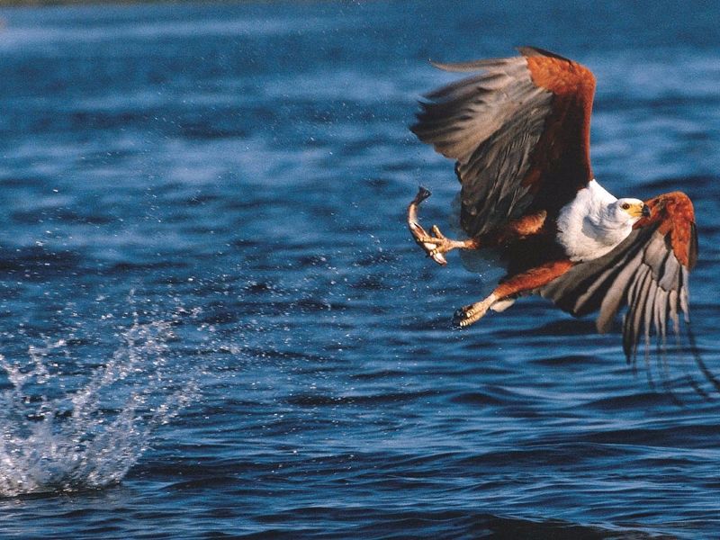 South African tropical bird