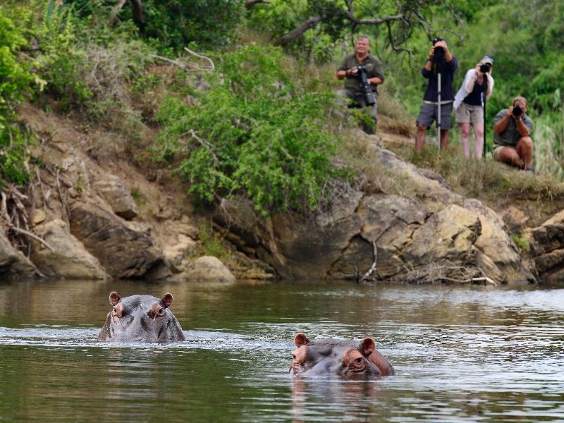 Safari visitors watch hippos bath in the river