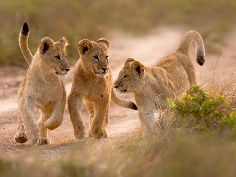 Lion clubs play in a dusty path in the Kariega reserve in South Africa