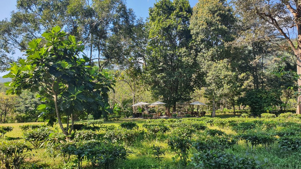 Shady trees of a Thai tea plantation in Chiang Mai